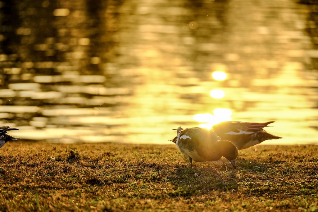 三郷公園にて6