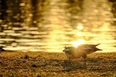 三郷公園にて6