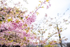 河津桜