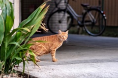 野良猫二郎