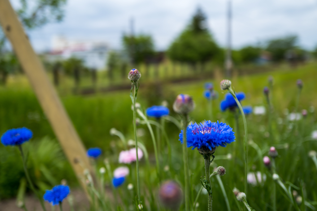 里山で出会った花-2