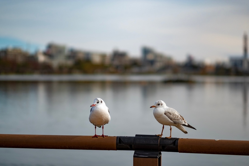 百合鴎