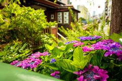 6月浅草散歩〜11