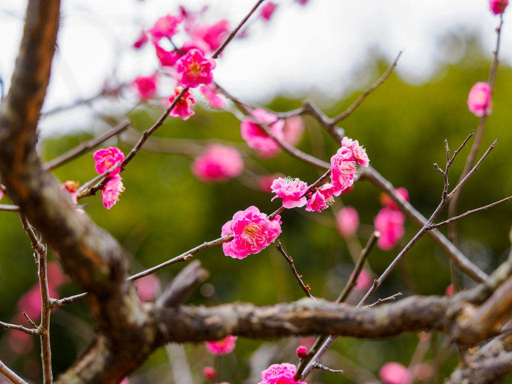 梅の花〜3