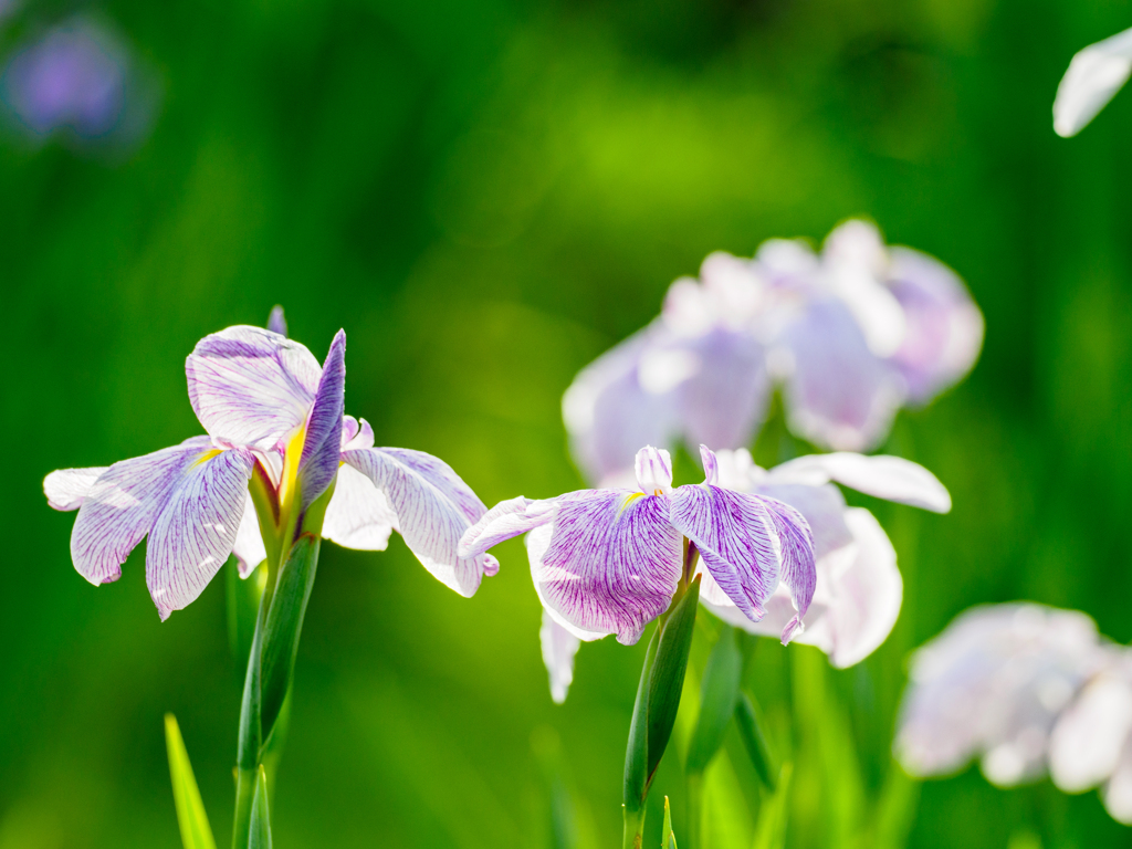 花菖蒲〜4