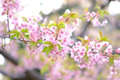 河津桜