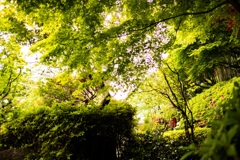 鎌倉散歩12