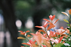 葛飾 柴又 秋 1