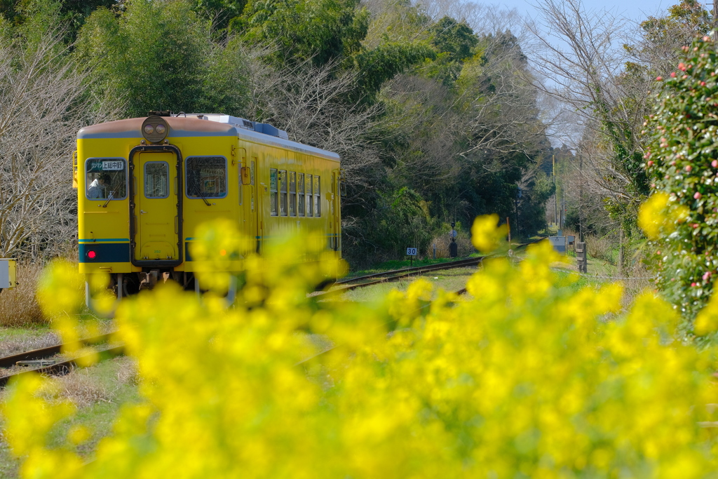 春色の汽車に乗って 2 By ルーディ Id 写真共有サイト Photohito