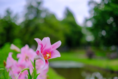 公園の花6
