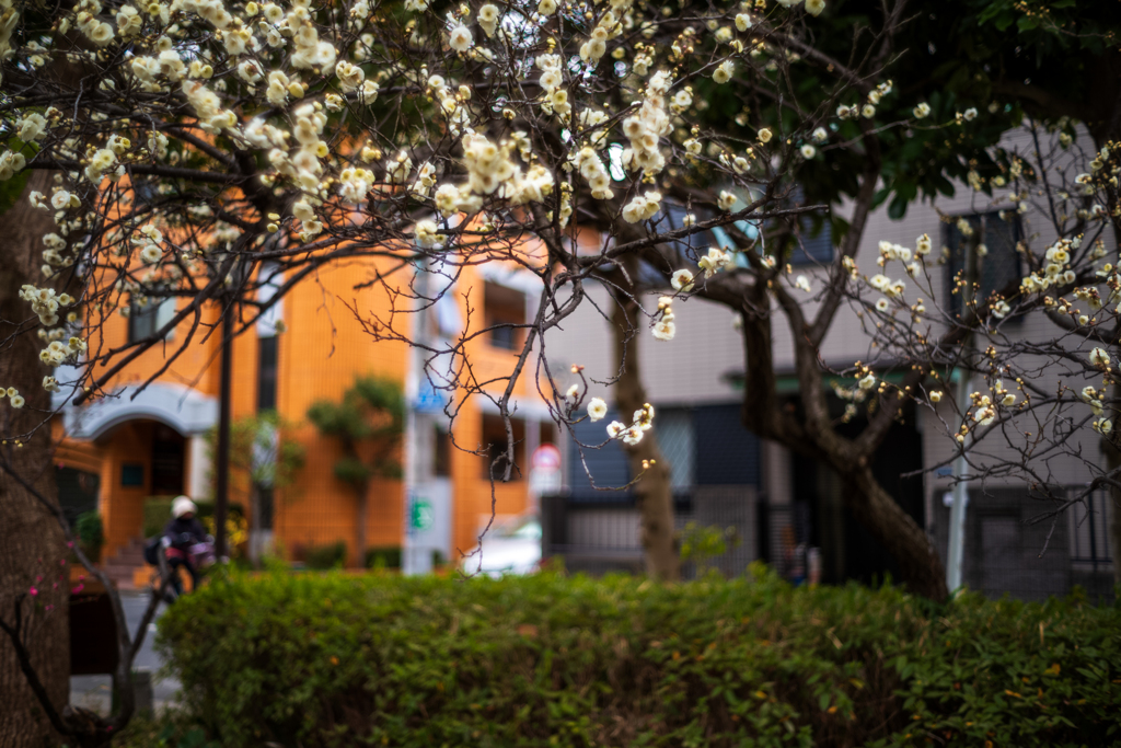 続、冬の散歩道〜5