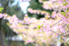 河津桜