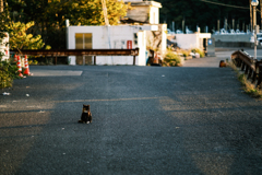 漁港より～猫