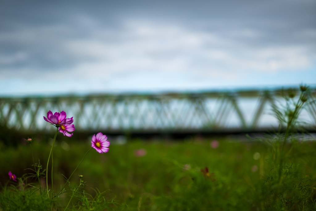 河原に咲く秋桜3