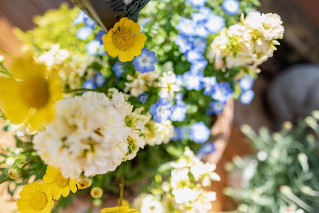 庭の花1
