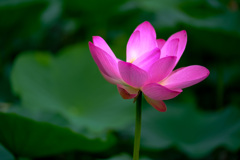 公園の花1