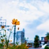 線路沿いの、ある風景