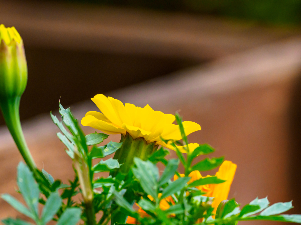 ベランダの花達〜5
