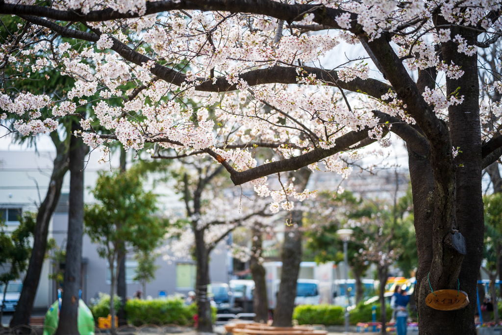 桜〜ソメイヨシノ2