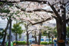 桜〜ソメイヨシノ2