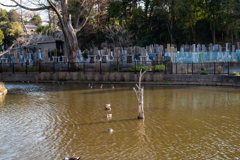 野鳥の居る池3