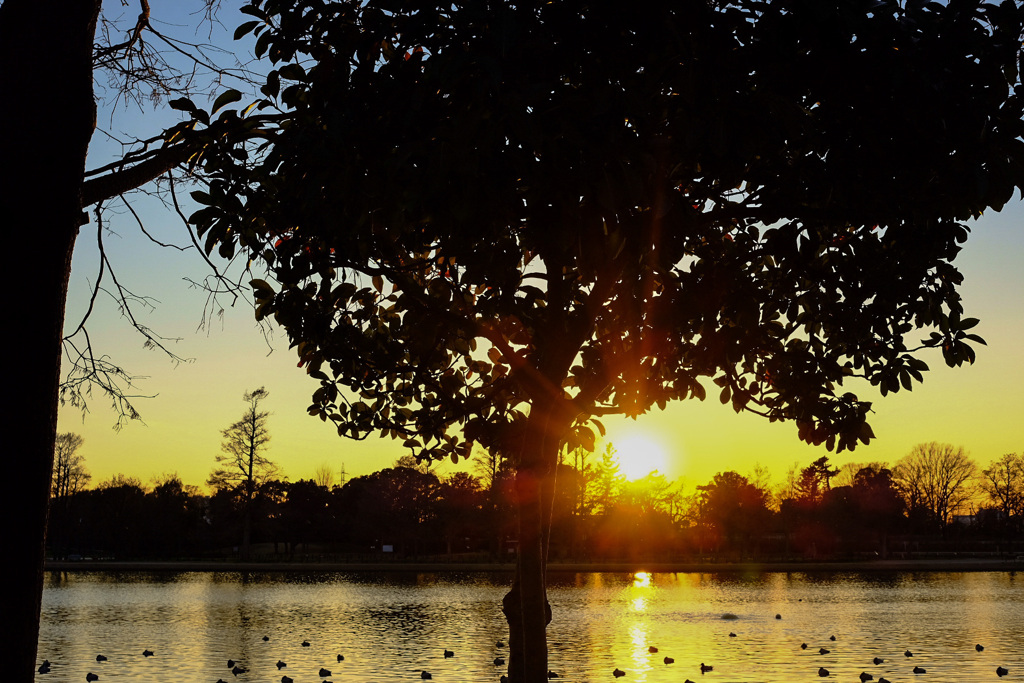 夕焼けと公園の風景5