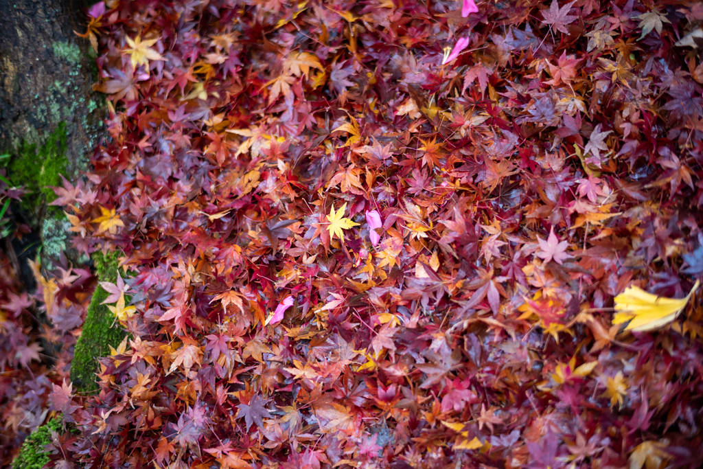 冬の鎌倉、散歩道。〜13