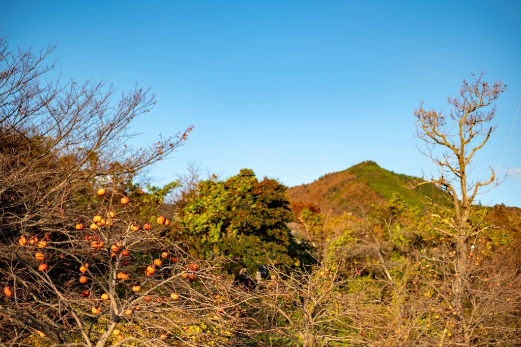 山柿