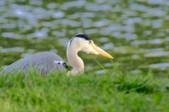 水元公園の鳥達〜2