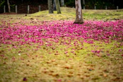落ち花