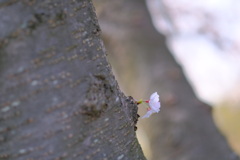 春が来た。13