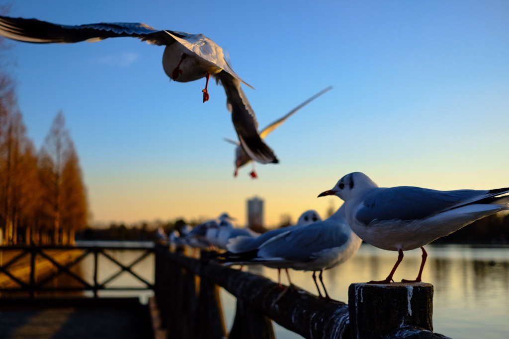 夕焼けと公園の風景2