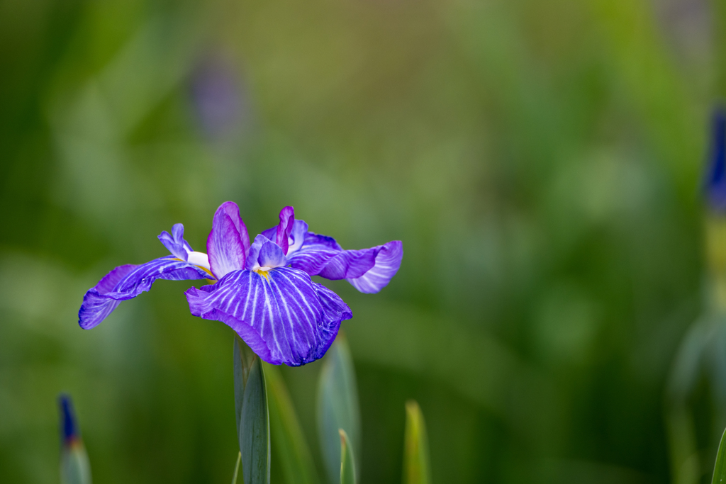 花菖蒲2