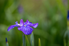 花菖蒲2