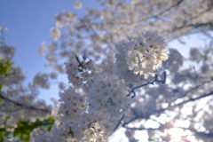 春爛漫〜1