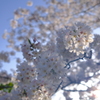 春爛漫〜1
