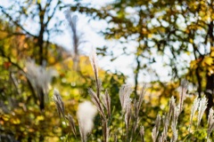 尾花