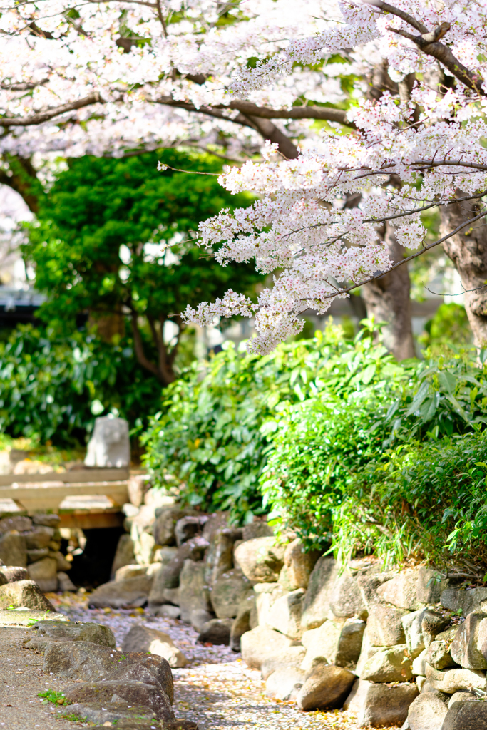 桜〜2