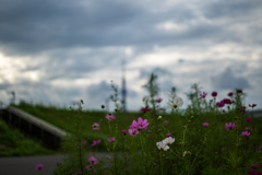 河原に咲く秋桜2