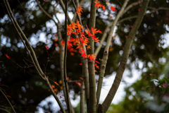 冬の鎌倉、散歩道。〜1