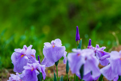 花菖蒲3