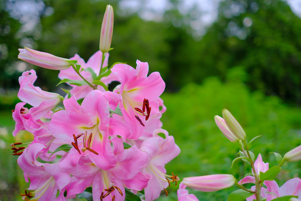 公園の花5