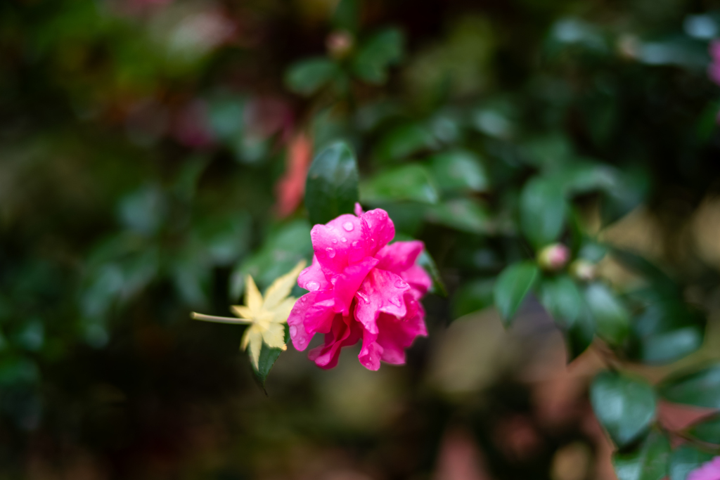 冬の鎌倉、散歩道。〜15