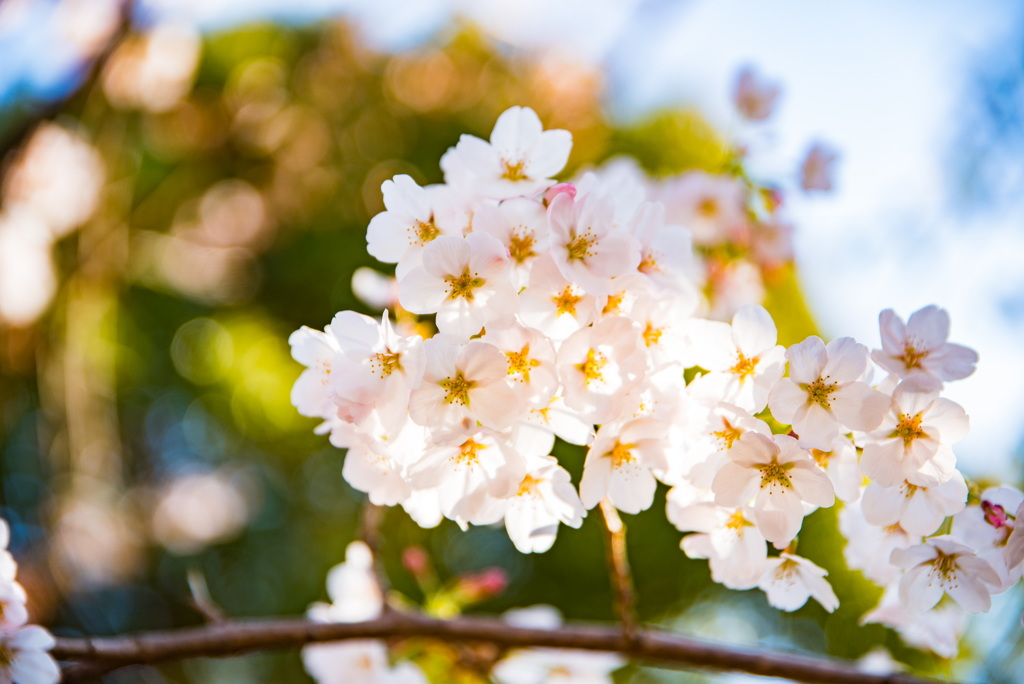 SAKURA