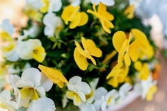 庭の花2
