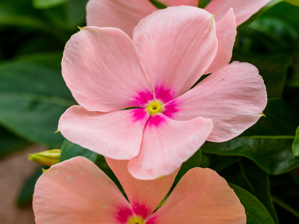 ベランダの花達〜6