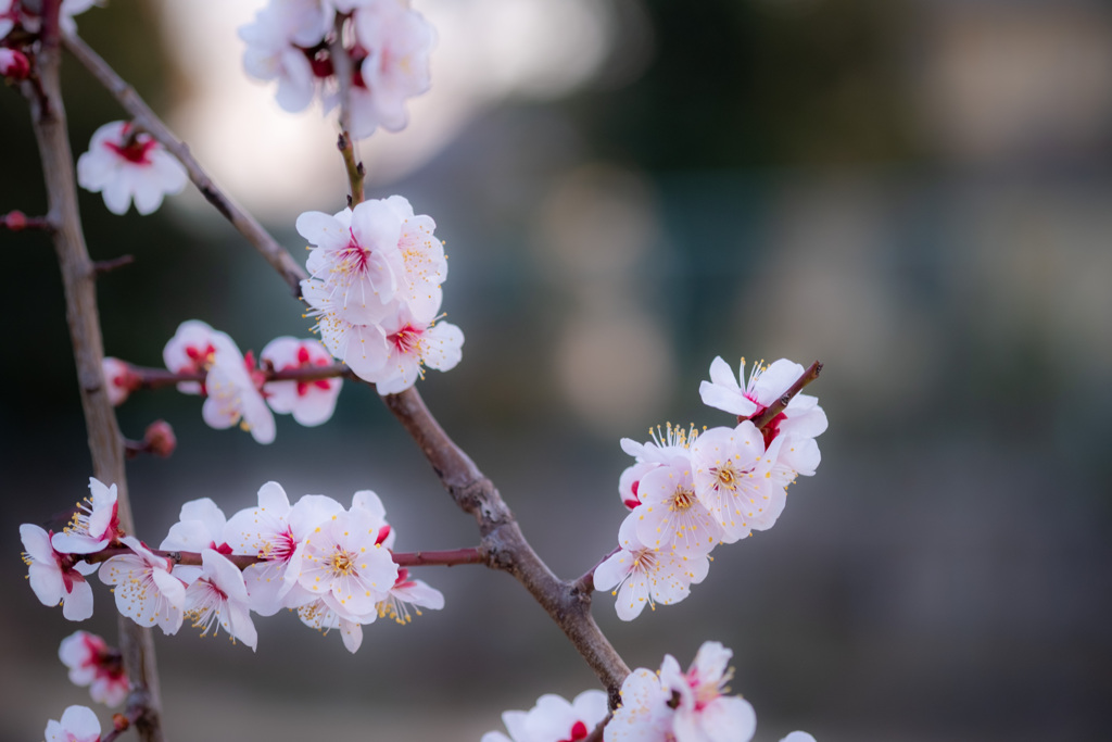 今日の花1