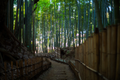 『ひよどり坂』〜2