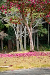 花の木