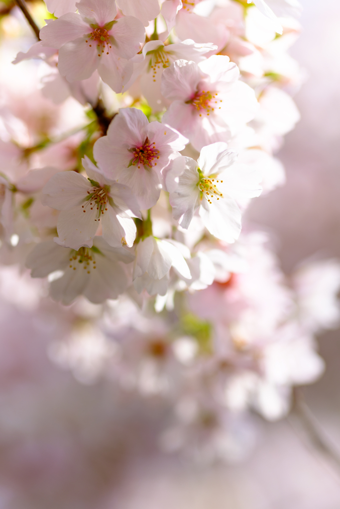桜〜6